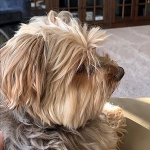 Meet your Posher, Shane